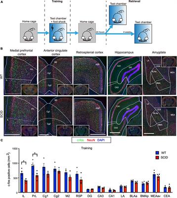 Adaptive Immune Deficiency Impairs Neural Activity After Training and Retrieval